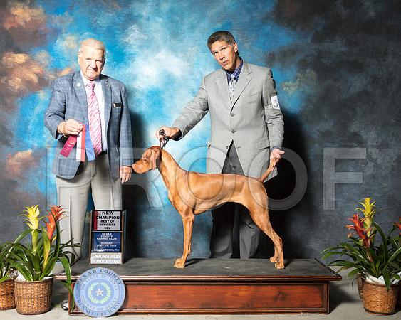 Vizsla #14 Sun BOS NCh Chavez Miguel Rita W Linda Durham Judge James NoeSSR_2556-SnAntonio2018-HR3