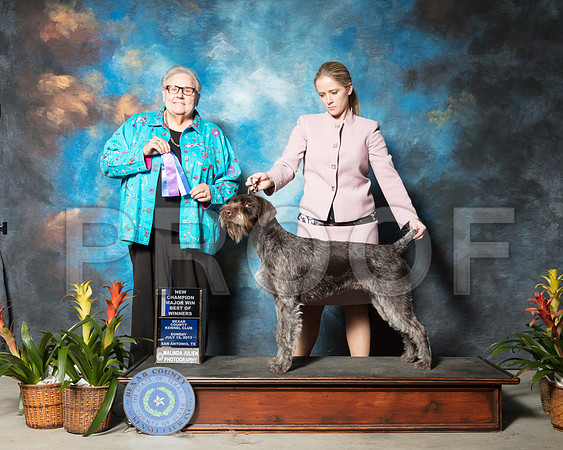 Wirehaired Pointing Griffon #6 Sun BOW Rauch Mary Judge Denny MounceSSR_2936-SnAntonio2018-HR3
