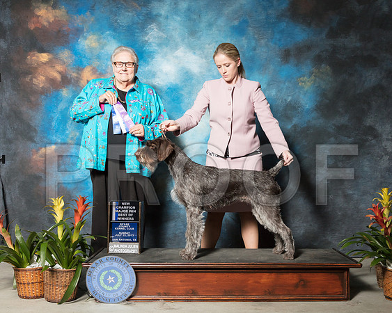 Wirehaired Pointing Griffon #6 Sun BOW Rauch Mary Judge Denny MounceSSR_2937-SnAntonio2018-HR3