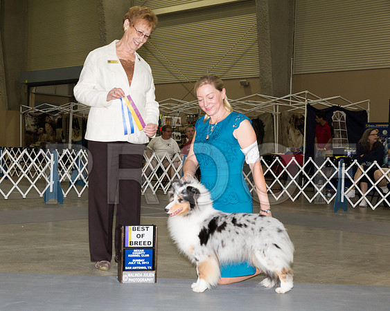 Shetland Sheepdog #22 Sun BOB RAINOSEK Nancy Guy Thelma J Mauldin Judge Pat Hastings_JJ_4861-SnAntonio2018-HR3