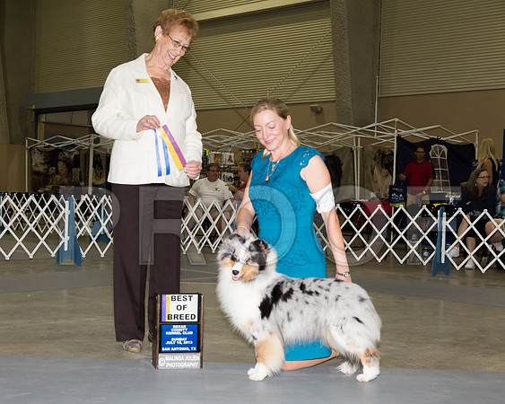 Shetland Sheepdog #22 Sun BOB RAINOSEK Nancy Guy Thelma J Mauldin Judge Pat Hastings_JJ_4863-SnAntonio2018-HR3