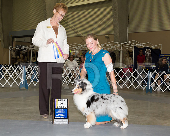 Shetland Sheepdog #22 Sun BOB RAINOSEK Nancy Guy Thelma J Mauldin Judge Pat Hastings_JJ_4859-SnAntonio2018-HR3