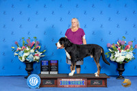Greater Swiss Mountain Dog #5 SAT WD BOW BOB OHBOB Judge Annella Cooper