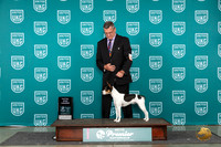 Rat Terrier #553 Sat TD Judge Diane Price