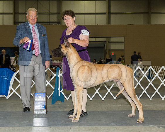 Great Dane #23 Sun BOW OH Julia Kerr Judge James Noe_JJ_4849-SnAntonio2018-HR3