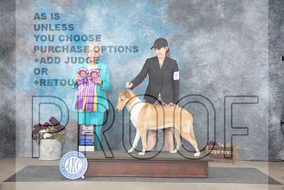 Collie Smooth #6 Sat BISS Judge Sulie Greendale-Paveza__JP_7427_Belton_2024_HR3
