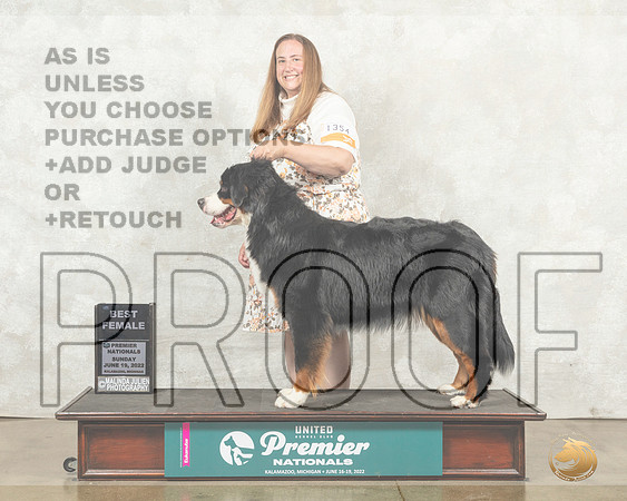 Bernese Mountain Dog #1354 Sun BF Judge Diana Brumbaugh__MJ_8867_Premier_2022_HR3