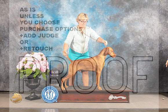 Vizsla #21 Sat BISS Judge Linda Hurlebaus r_MJ_6965_Houston_2022_HR3