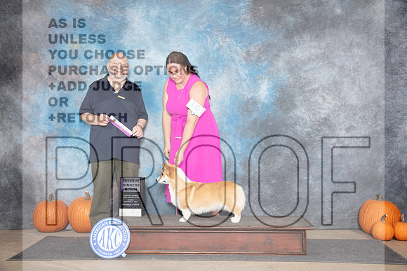 Pembroke Welsh Corgi #10 Sunnn RWB Judge Ray Filburn__JP_9408_Humble_2024_HR3