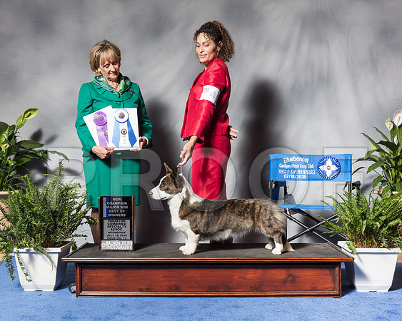 Cardigan Welsh Corgi #40 Wed MAJ WB BOW NC Griffith Helen Mcclure Judge Ms Peggy Beisel McllwaineSSR_3199Hstn2018-HR3