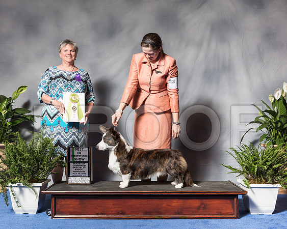 Cardigan Welsh Corgi #9 Wed BISwp Miller Ashley Judge Ms Kathy D DavisSSR_3220Hstn2018-HR3