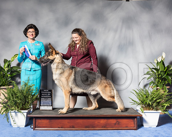 German Shepherd Dog #17 Wed NC BOW Goswick Lynn Judge Mrs Linda ClarkSSR_3243Hstn2018-HR3
