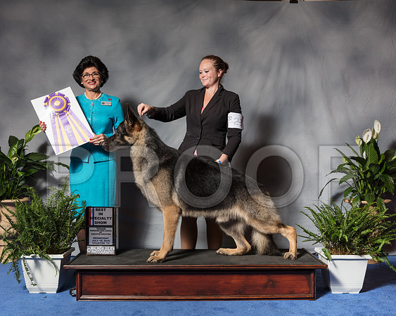 German Shepherd Dog #21 Wed BISp Morey Mary Lou Judge Mrs Linda ClarkSSR_3236Hstn2018-HR3