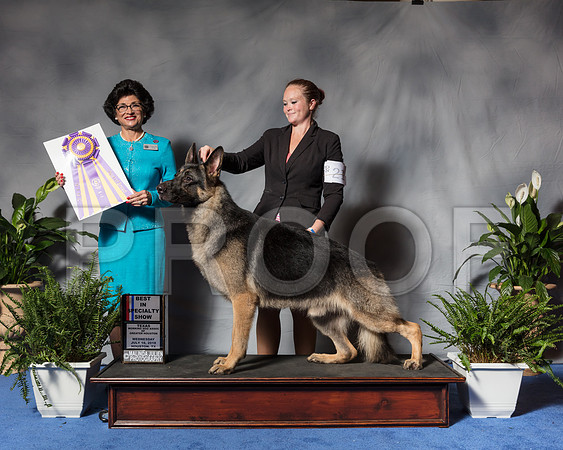 German Shepherd Dog #21 Wed BISp Morey Mary Lou Judge Mrs Linda ClarkSSR_3237Hstn2018-HR3