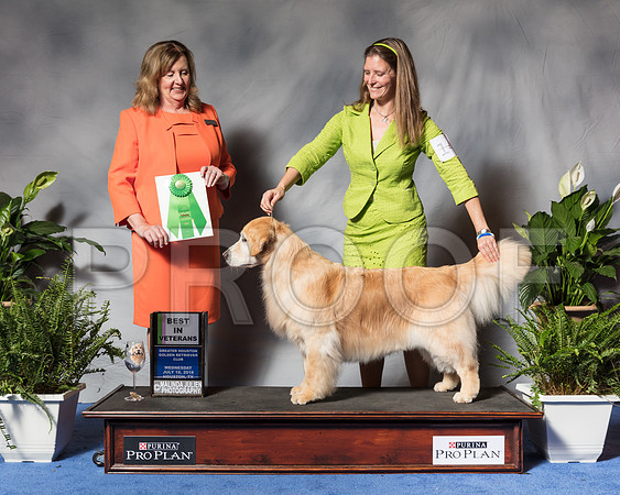 Golden Retriever #14 Wed BV Davis Cyndy Agent Barbara Weiner Judge Ms Deborah A HubbardSSR_3353Hstn2018-HR3