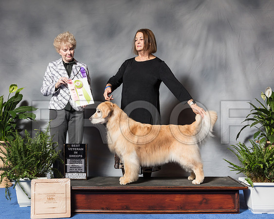 Golden Retriever #14 Wed BVS Davis Cyndy Agent Barbara Weiner Judge Ms Barbara BrownSSR_2994Hstn2018-HR3