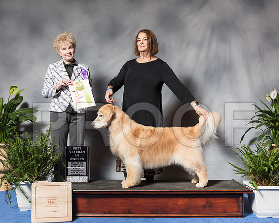 Golden Retriever #14 Wed BVS Davis Cyndy Agent Barbara Weiner Judge Ms Barbara BrownSSR_2996Hstn2018-HR3