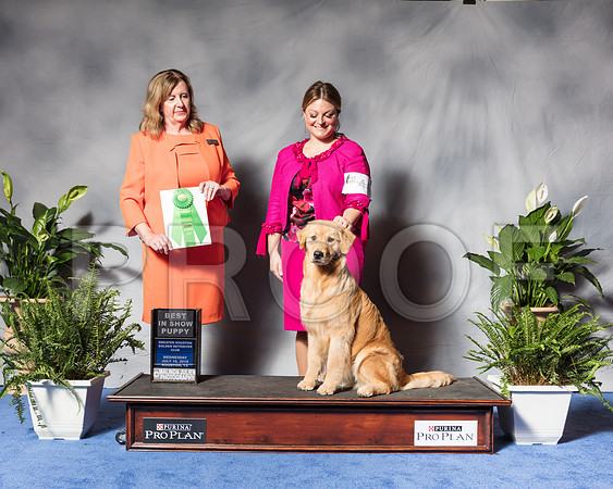 Golden Retriever #44 Wed Best Puppy Sp Dunbar Joan Judge Ms Deborah A HubbardSSR_3403Hstn2018-HR3