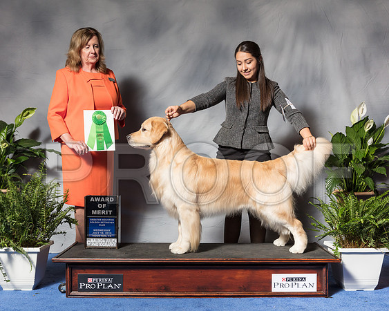 Golden Retriever #45 Wed AOM Fertitta Carolyn Judge Ms Deborah A HubbardSSR_3360Hstn2018-HR3