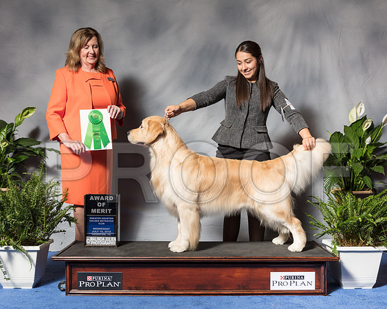 Golden Retriever #45 Wed AOM Fertitta Carolyn Judge Ms Deborah A HubbardSSR_3363Hstn2018-HR3