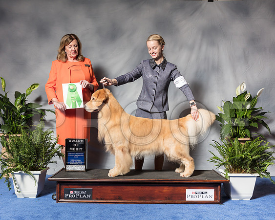 Golden Retriever #53 Wed AOM Yoshiide Sei Agent Brianna Bischoff Judge Ms Deborah A HubbardSSR_3415Hstn2018-HR3