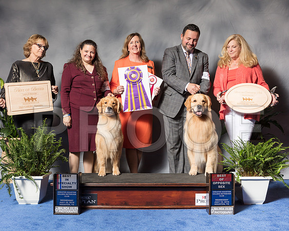 Golden Retriever #6 #27 Wed BOB BOS Andras Jim Agent Colette Livingston Clint Livingston Judge Ms Deborah A HubbardSSR_3374Hstn2018-HR3