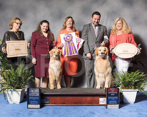 Golden Retriever #6 #27 Wed BOB BOS Andras Jim Agent Colette Livingston Clint Livingston Judge Ms Deborah A HubbardSSR_3376Hstn2018-HR3
