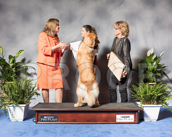 Golden Retriever #6 Wed BOB Nieman Mia Agent Colette Livingston Judge Ms Deborah A HubbardSSR_3396Hstn2018-HR3
