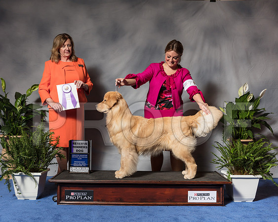 Golden Retriever #71 Wed RWB Fisher Cherie Agent Brianna Bischoff Judge Ms Deborah A HubbardSSR_3410Hstn2018-HR3