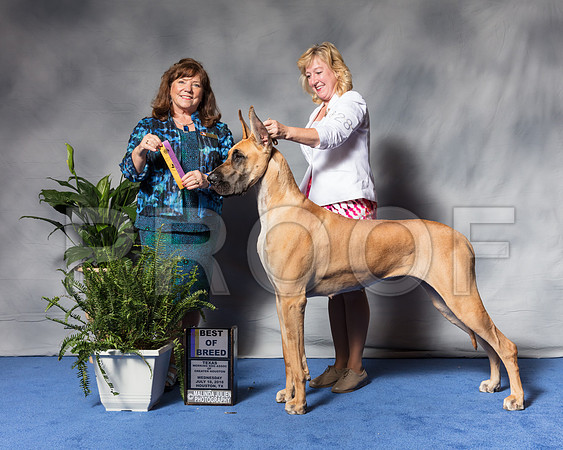 Great Dane #28 Wed BOB Widner Suzanna Judge Bridget BrownSSR_2987Hstn2018-HR3