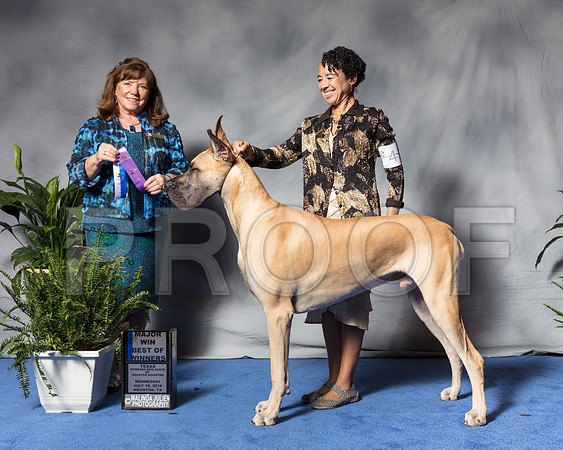 Great Dane #41 Wed MAJ BOW Henderson Sara Judge Bridget BrownSSR_2982Hstn2018-HR3