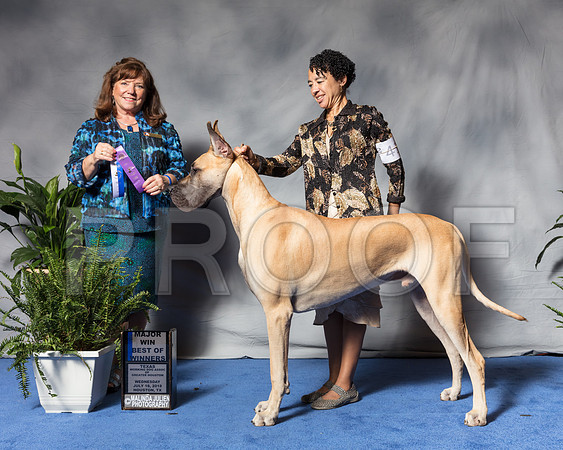 Great Dane #41 Wed MAJ BOW Henderson Sara Judge Bridget BrownSSR_2983Hstn2018-HR3
