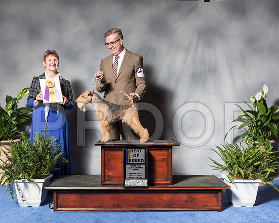 Irish Terrier #9 Wed BOB Bradford Andrea Agent Daryl Heggie Judge Mrs Janis L PattersonSSR_3256Hstn2018-HR3