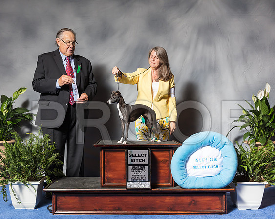 Italian Greyhound #10 Wed SB Seawright Libby Judge Mr John P WadeSSR_3117Hstn2018-HR3