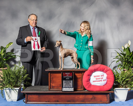 Italian Greyhound #15 Wed BOS Wise Amy Judge Mr John P WadeSSR_3122Hstn2018-HR3