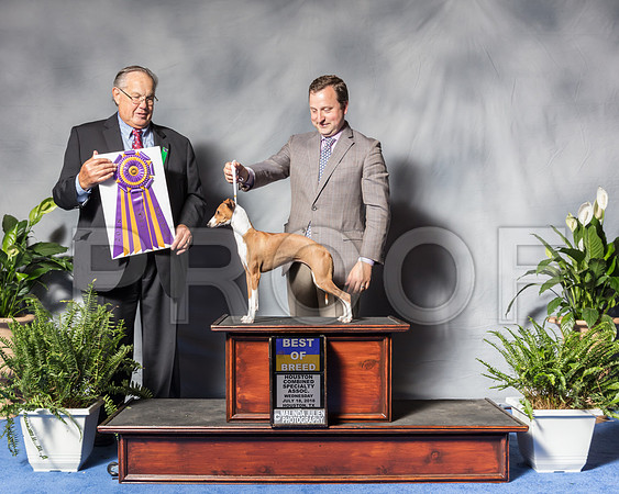Italian Greyhound #18 Wed BOB March Lois Judge Mr John P WadeSSR_3134Hstn2018-HR3