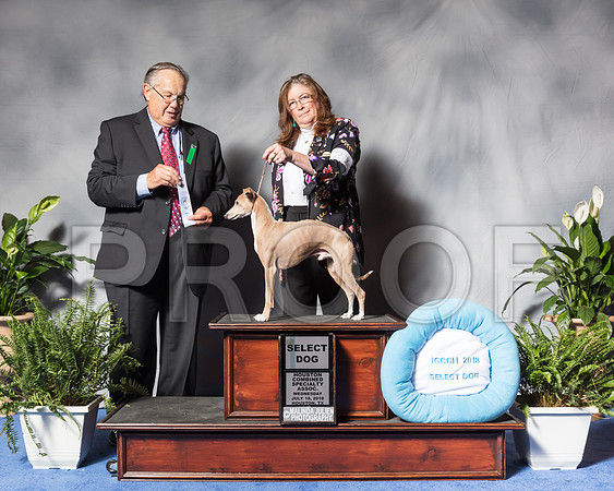 Italian Greyhound #27 Wed SD Beckett Janet Judge Mr John P WadeSSR_3112Hstn2018-HR3