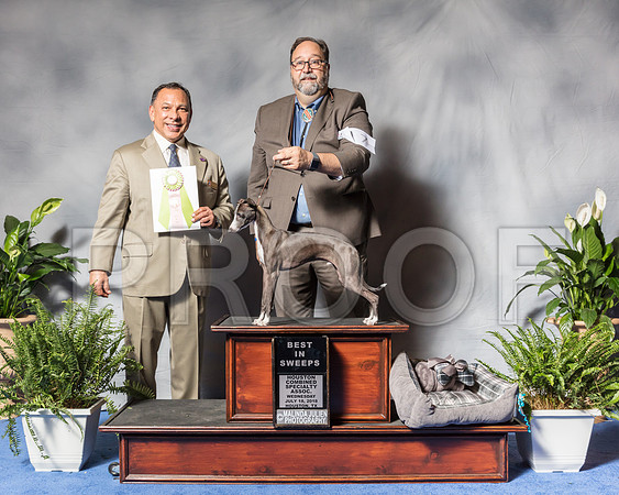 Italian Greyhound #7 Wed BISwp Keneda Scott Judge Mr Dan SenaSSR_3137Hstn2018-HR3