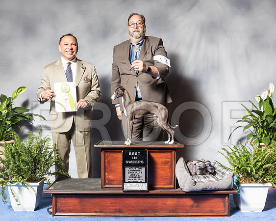 Italian Greyhound #7 Wed BISwp Keneda Scott Judge Mr Dan SenaSSR_3140Hstn2018-HR3