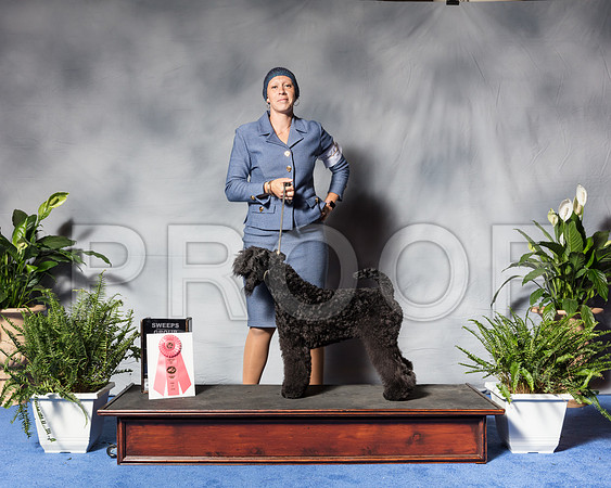 Kerry Blue Terrier #5 Wed G1 Rice Lynn Agent Matias Mato Judge Mrs Janis L PattersonSSR_3246Hstn2018-HR3