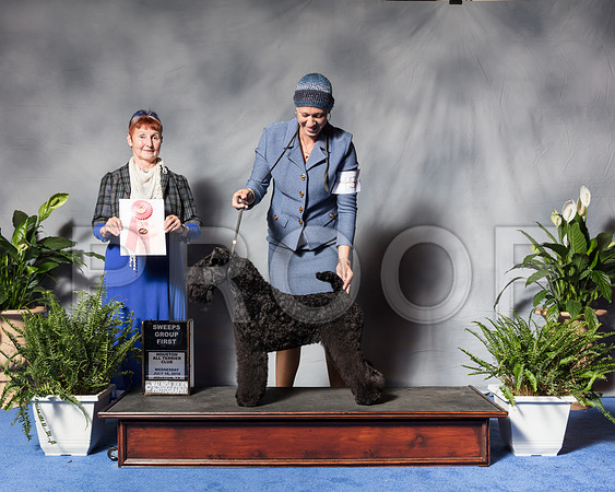 Kerry Blue Terrier #5 Wed G1 Rice Lynn Agent Matias Mato Judge Mrs Janis L PattersonSSR_3253Hstn2018-HR3