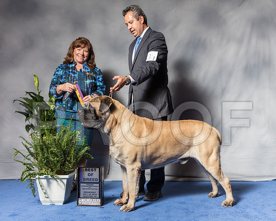 Mastiff #11 Wed BOB Sanchez Alix Agent Jorge Olivera Judge Mrs Anne Marie TaylorSSR_3172Hstn2018-HR3