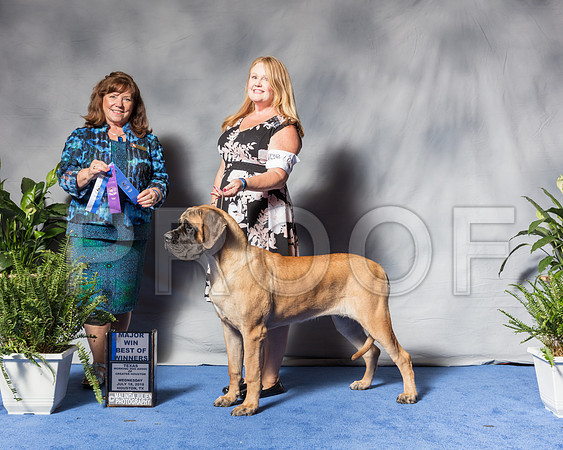 Mastiff #8 Wed BOW MAJ Lauritsen Margo Judge Mrs Anne Marie TaylorSSR_3180Hstn2018-HR3