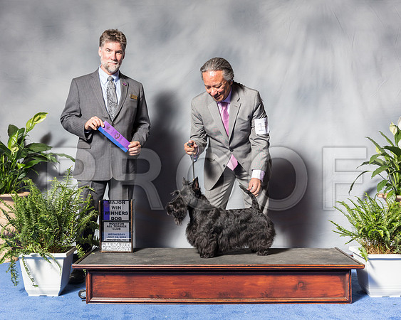 Miniature Schnauzer #17 Wed WD MAJ Brown Bryan Judge Mr Todd ClydeSSR_3165Hstn2018-HR3