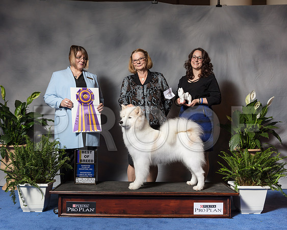 Samoyed #8 Wed BOB MAJ Brooks Hodges Karen Judge Mrs Erica FlahautSSR_3427Hstn2018-HR3