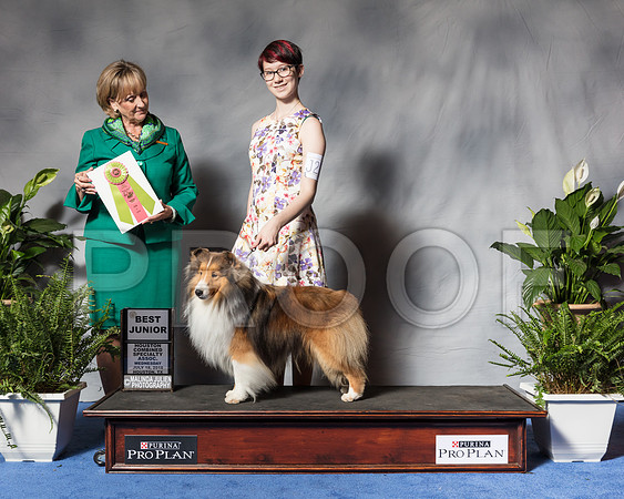 Shetland Sheepdog #J200 JR Best Bass Joy Judge Ms Peggy Beisel McllwaineSSR_3334Hstn2018-HR3