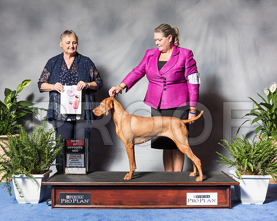 Vizsla #10 Wed BOSSwp Packer Elizabeth Judge Ms Gayle TaberSSR_3278Hstn2018-HR3