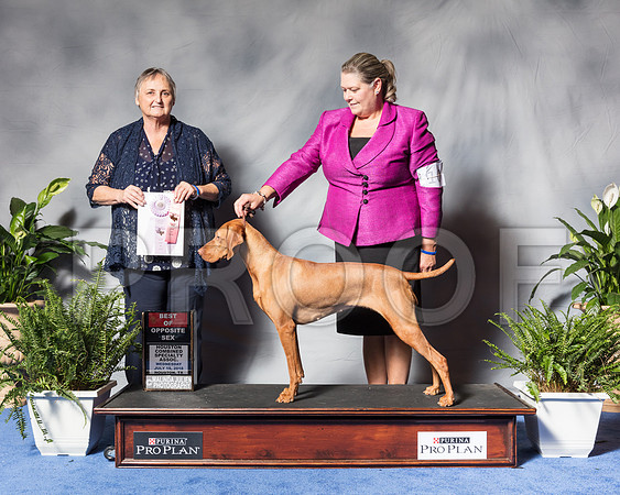 Vizsla #10 Wed BOSSwp Packer Elizabeth Judge Ms Gayle TaberSSR_3280Hstn2018-HR3