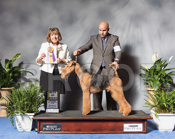 Airedale #9 Wed BOB Barlow Anne Judge April Clyde Agent Jesus MorenoSSR_3862Hstn2018-HR3