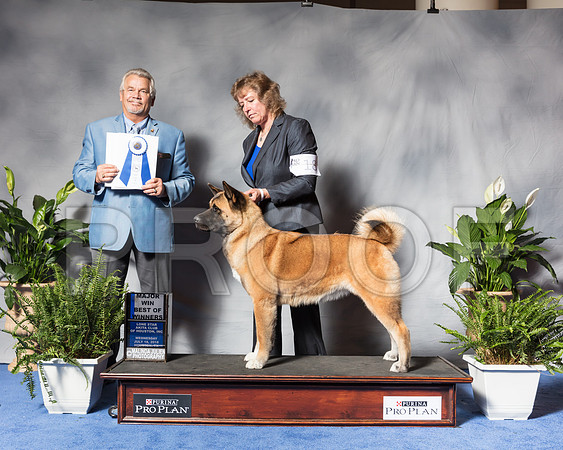 Akita #18 Wed BOW BBE Maj Wagner Van Zandt DVM Ilka Jay Judge James TaylorSSR_3484Hstn2018-HR3